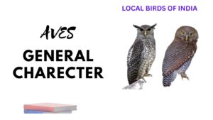 aves- general charecters