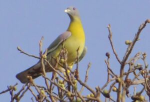 yellow footed green pigeion 1