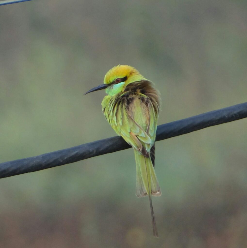 how to watch birds of pench ?