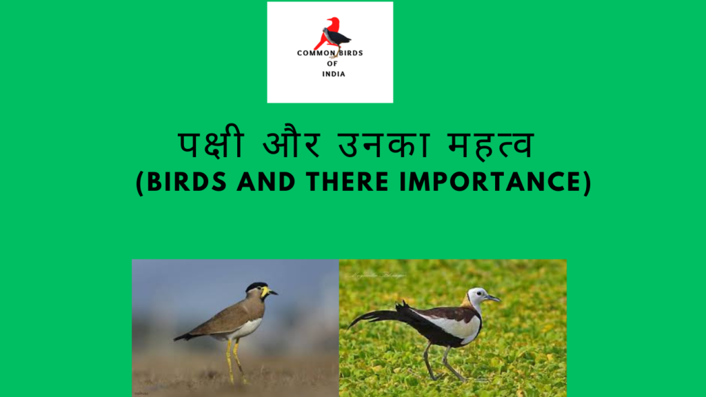 BIRDS-AND-THERE-IMPORTANCE