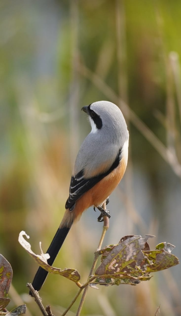 LONG TAILED SHRIKE