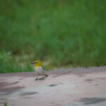 INDIAN WHITE EYE