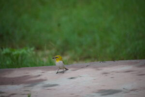 INDIAN WHITE EYE