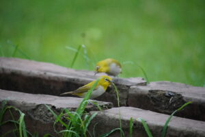 INDIAN WHITE EYE 