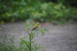 INDIAN WHITE EYE 