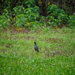 WATERCOCK-AT-DEVITALAB-KATANGI-BALAGHAT